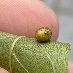 Caryomyia tuberculata