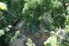 Agave vilmoriniana
