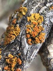 Xanthomendoza