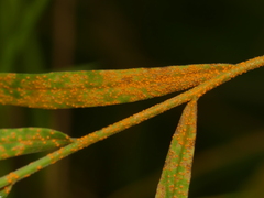 Coleosporium solidaginis