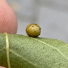 Caryomyia tuberculata