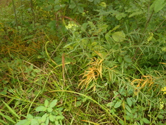 Coleosporium solidaginis