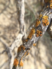 Xanthomendoza