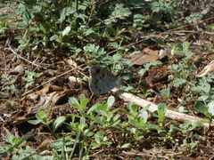 Lasiommata