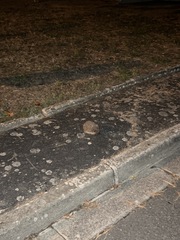 Erinaceus europaeus
