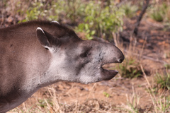Tapirus terrestris