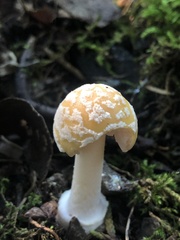 Amanita muscaria guessowii