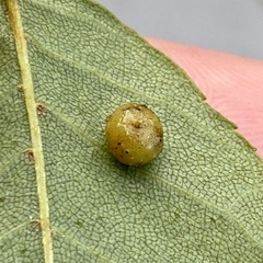 Caryomyia tuberculata