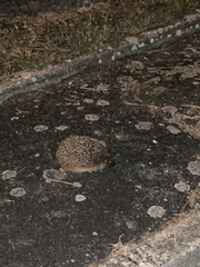 Erinaceus europaeus