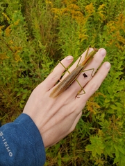 Tenodera angustipennis