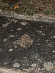 Erinaceus europaeus