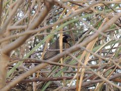 Saltator aurantiirostris