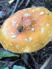 Amanita muscaria guessowii