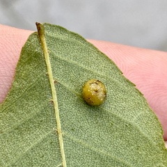 Caryomyia tuberculata