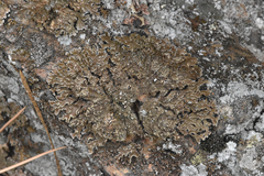 Lecanoromycetidae
