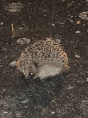 Erinaceus europaeus