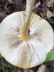Amanita muscaria guessowii