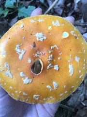 Amanita muscaria guessowii