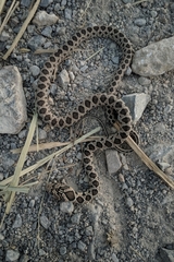 Hemorrhois hippocrepis