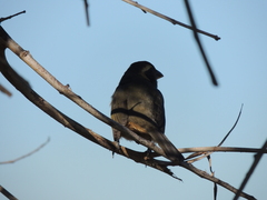 Saltator aurantiirostris