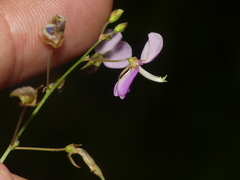Desmodium perplexum
