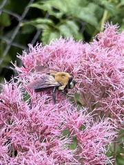 Xylocopa virginica virginica