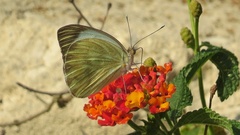 Ascia monuste orseis