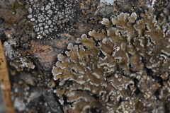 Lecanoromycetidae