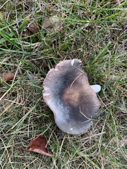 Russula amoenolens