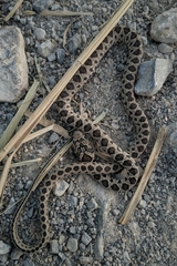 Hemorrhois hippocrepis