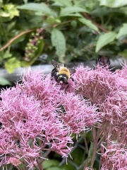 Xylocopa virginica virginica