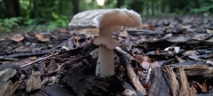 Amanita