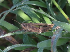 Aiolopus thalassinus