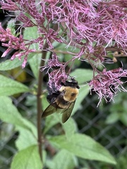Xylocopa virginica virginica