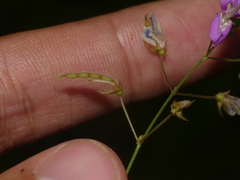 Desmodium perplexum