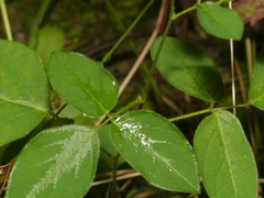Desmodium perplexum