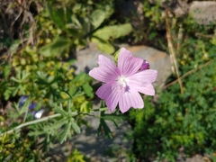 Malva alcea