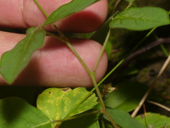 Desmodium perplexum