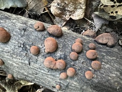 Hypoxylon fragiforme