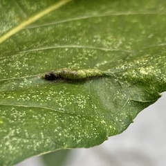 Phylloxera caryaevenae