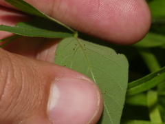 Desmodium perplexum