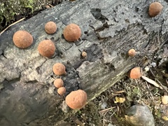 Hypoxylon fragiforme