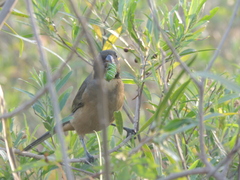 Saltator aurantiirostris