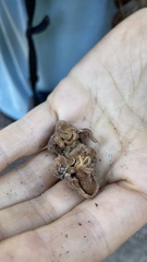 Hydnotrya