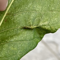 Phylloxera caryaevenae