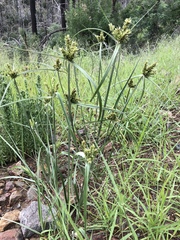 Cyperus fendlerianus