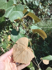Vitis labrusca