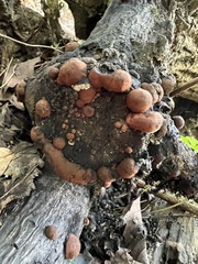 Hypoxylon fragiforme