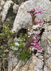 Penstemon newberryi