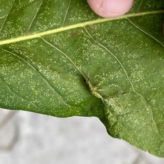 Phylloxera caryaevenae